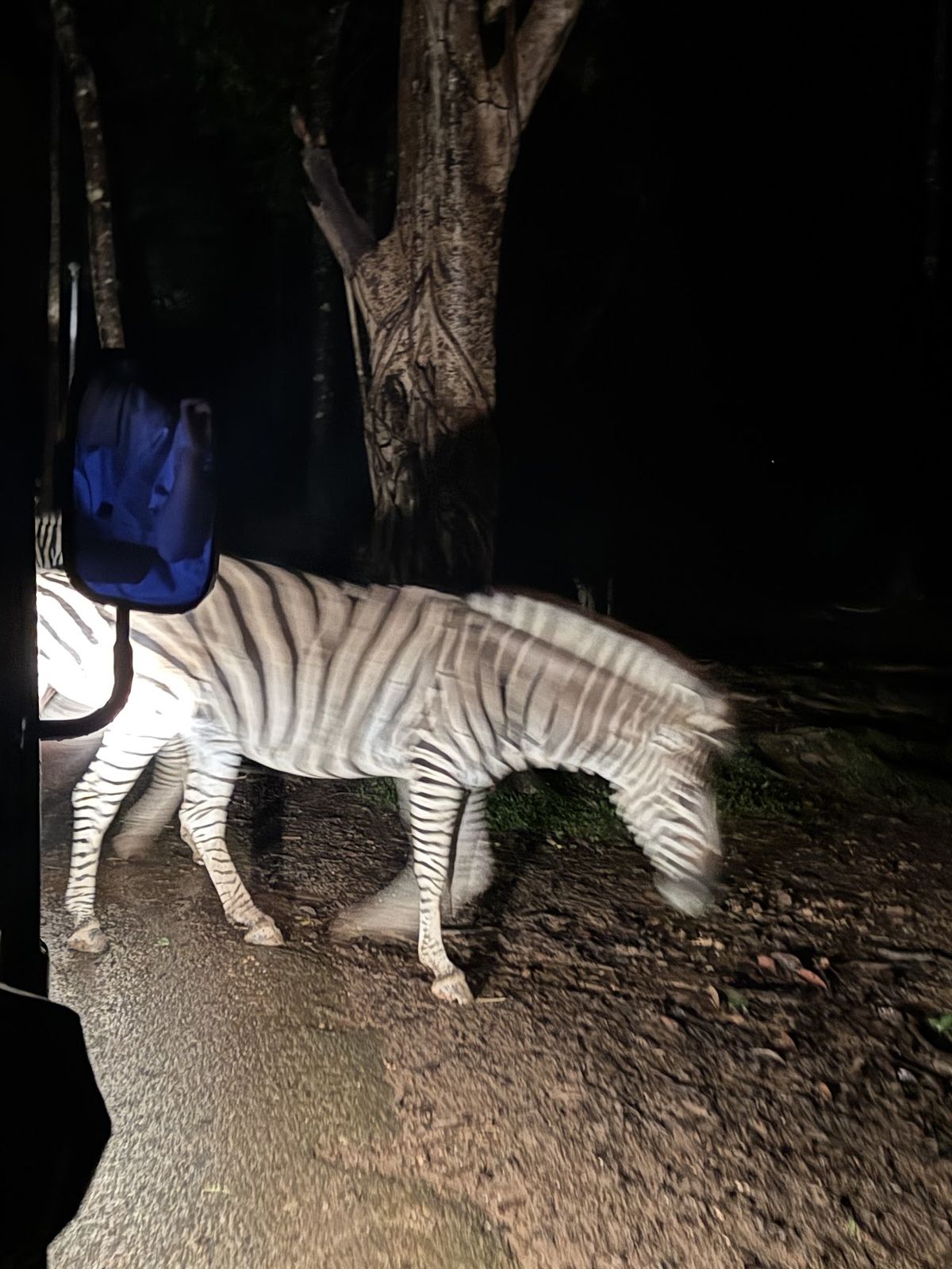 Night Safari Phu Quoc, Phu Quoc